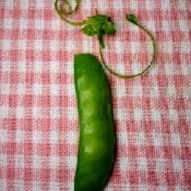 絹さや スナップえんどうのヘタやスジの取り方茹で方 レシピ 作り方 By あやめぇ 楽天レシピ 絹さや スナップえんどうのヘタやスジの取り方茹で方 レシピ 作り方 By あやめぇ 楽天レシピ